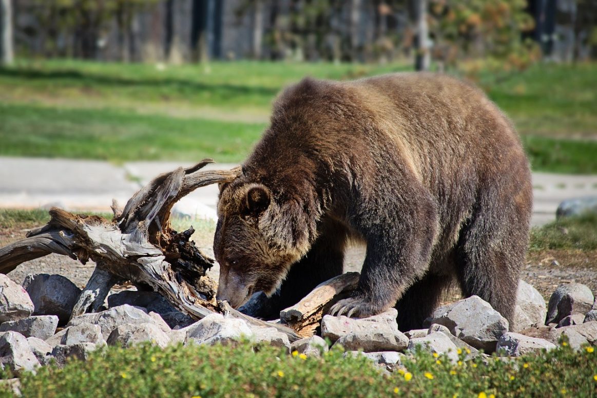 How To Live Peacefully in 2020 With A Bear As Your Neighbour