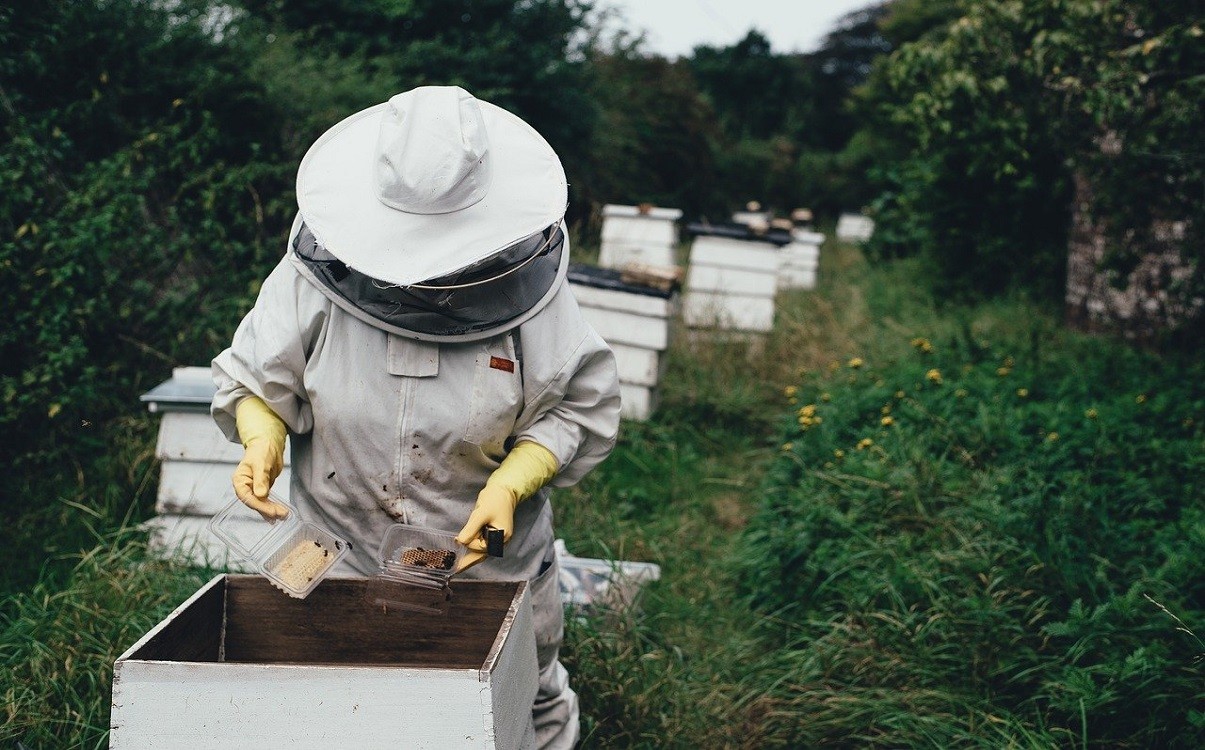 Bee-lieve it: B.C. celebrates the Day of the Honey Bee 