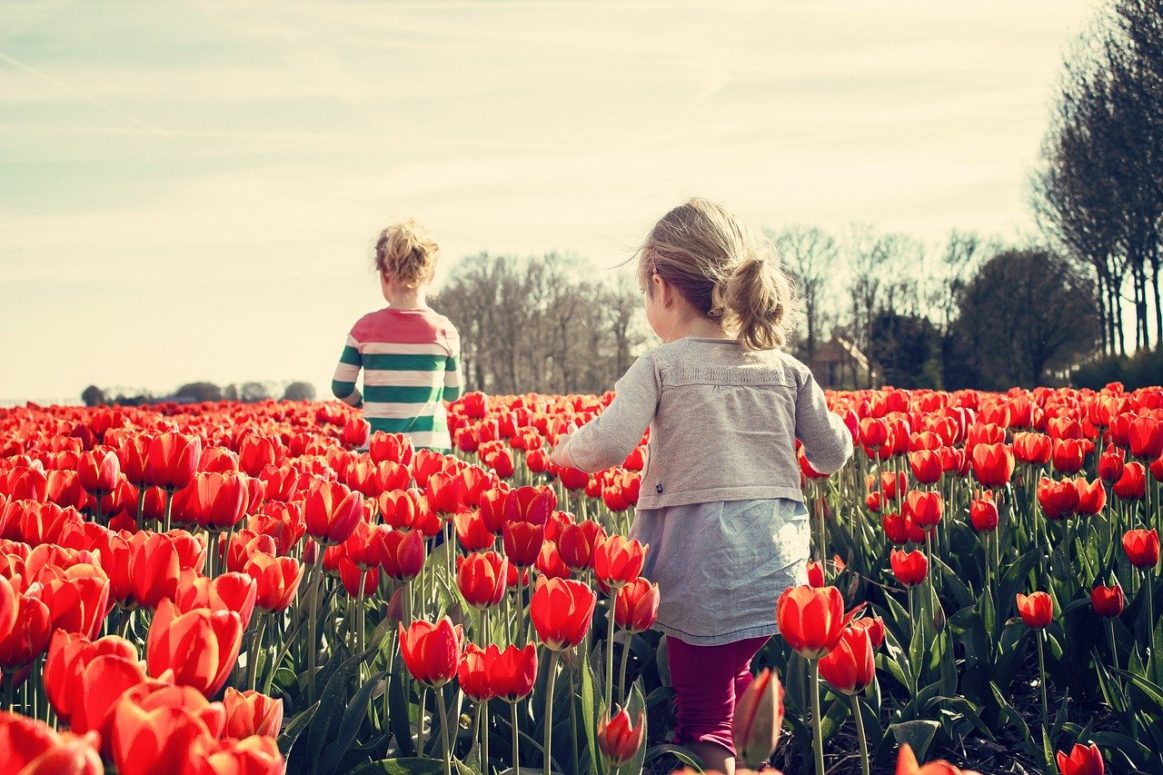 75th Anniversary Of The Liberation Of The Netherlands. As A Show Of Thanks, Tulips Were Gifted To Canada