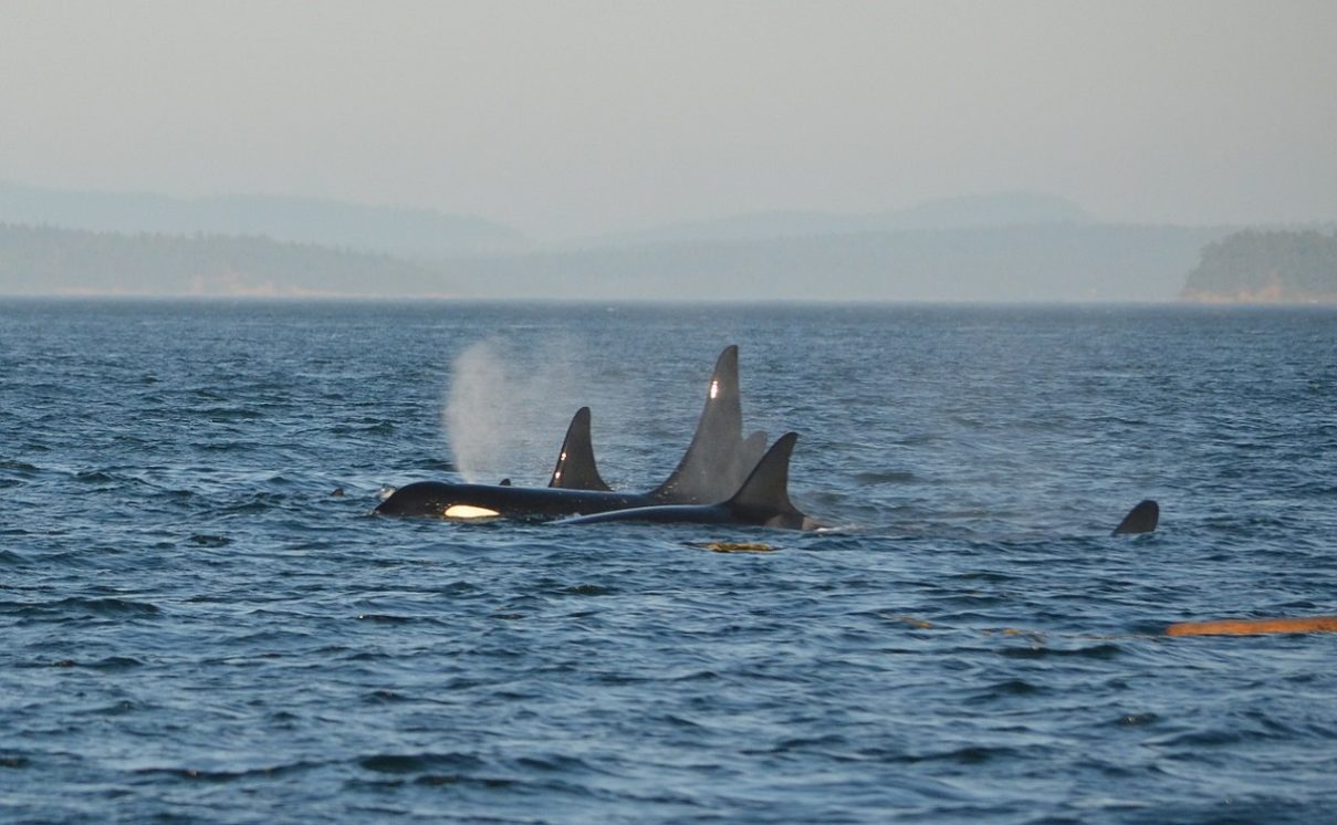 2nd Year In A Row Canada Steps Up Efforts To Protect Whales