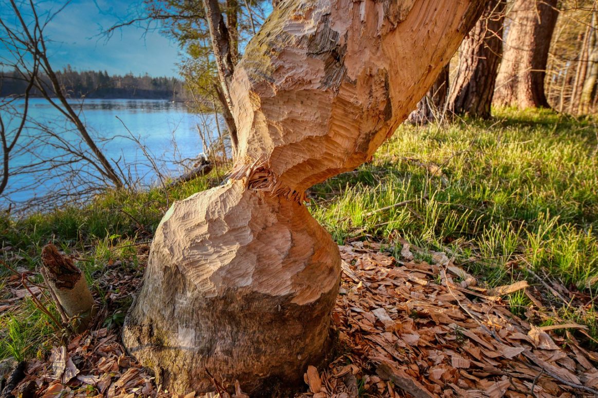 In five years, 2 Beaver families created 28 Dams in 15 territories  