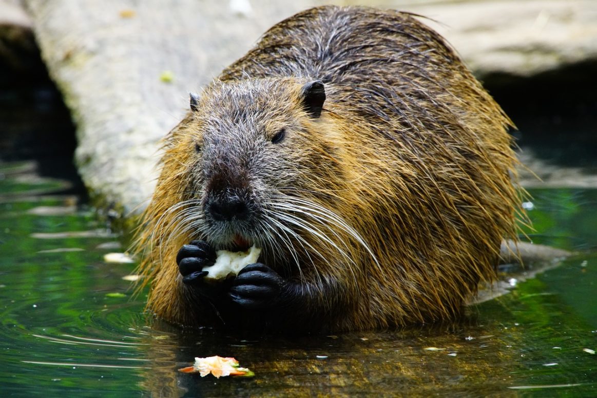 In five years, 2 Beaver families created 28 Dams in 15 territories  