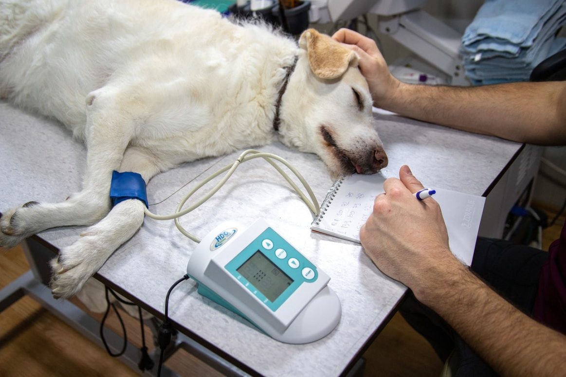 Visiting The Vet In COVID-19