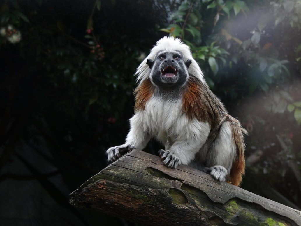 5,000 Lemurs And Tamarins Are The Most Popular Primate Pets In The UK