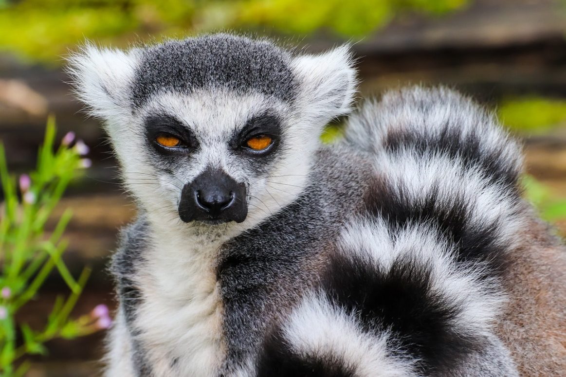 5,000 Lemurs And Tamarins Are The Most Popular Primate Pets In The UK