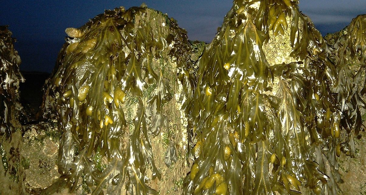 Nova Scotian Company SeaChange Turning Seaweed Into Edible Profits