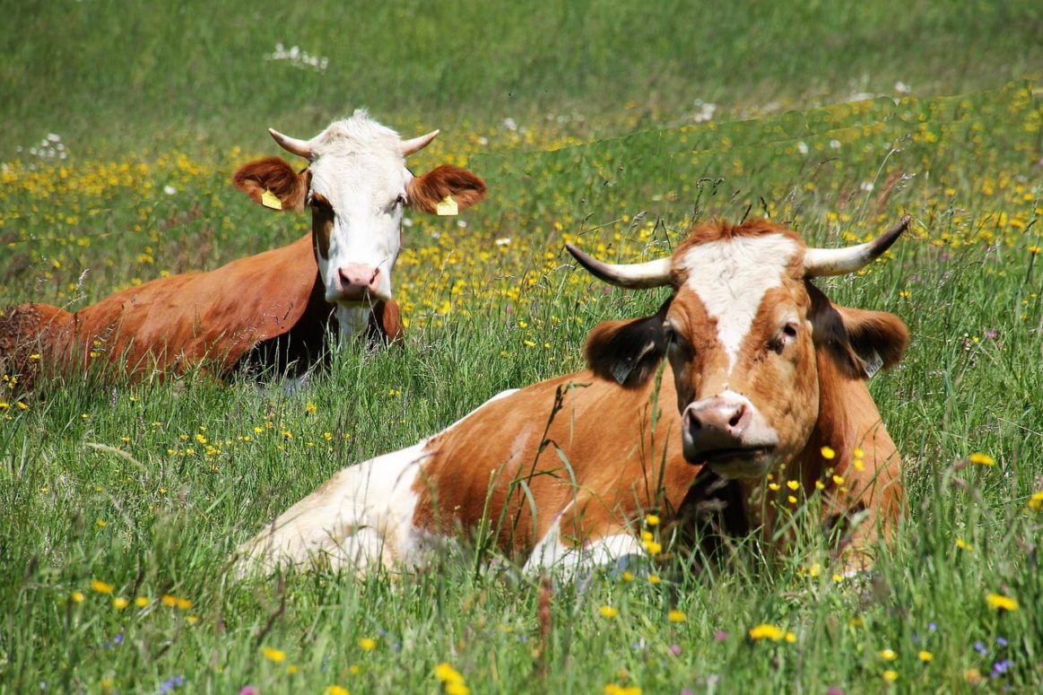 B.C Government Opens Up 5,000 Acres To Farmers To Improve Food Security