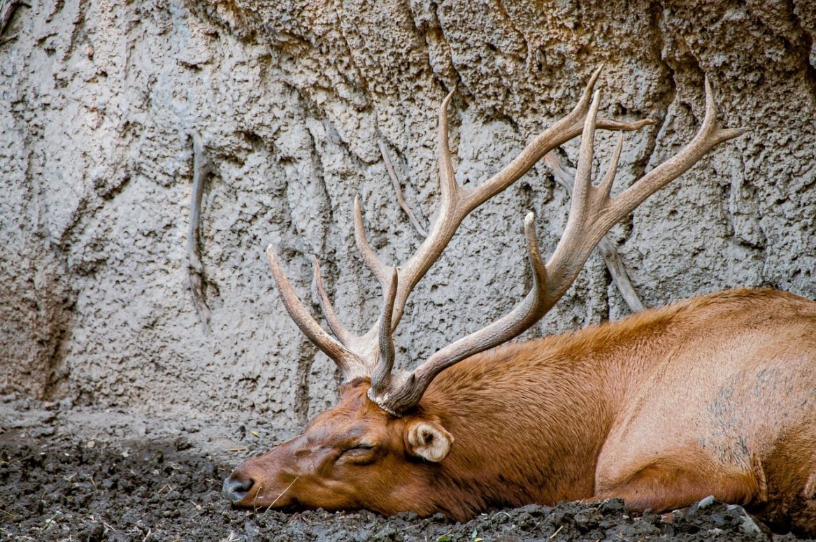 4 Ontario Men Receive 15-Year Hunting Licence Suspension 