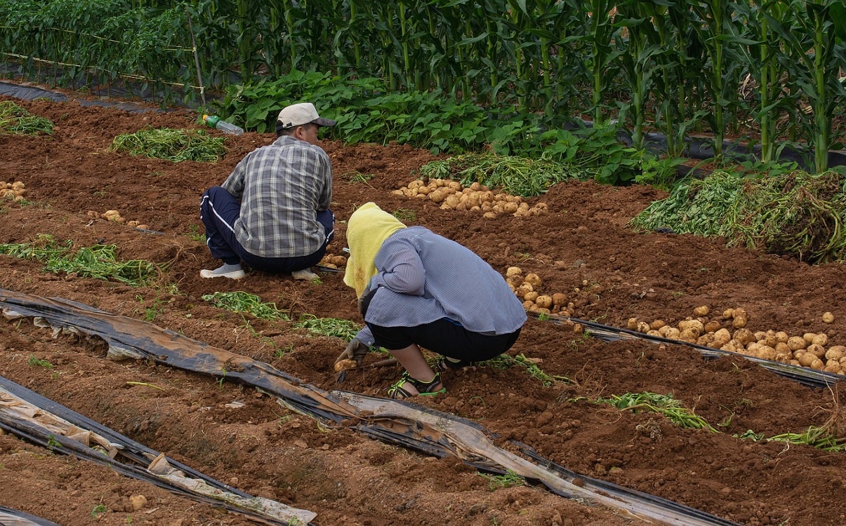 Temporary Foreign Workers (TFWS), Key To Canada's Food Security