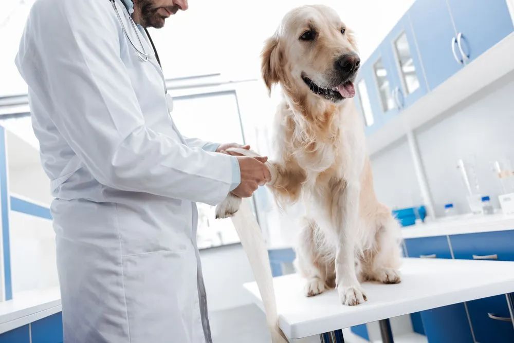 Pet Health Screening Market